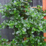 Ceanothus burkwoodii