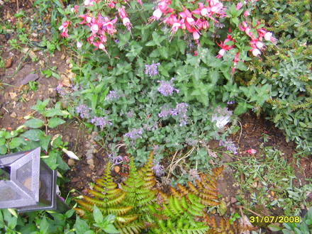Nepeta racemosa (Nepeta racemosa)