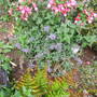 Nepeta racemosa (Nepeta racemosa)