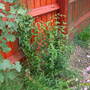 Summer Jasmine (Jasminum beesianum)
