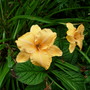 Hemeracalis