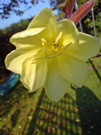 evening primrose (Oenothera)