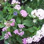 Pentas lanceolata