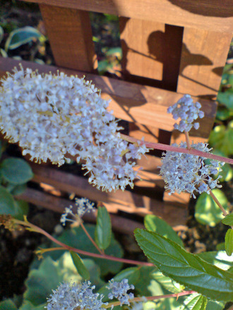 ceanothus oct 07 (Ceanothus x delileanus 'gloire de versailles')