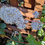 ceanothus oct 07 (Ceanothus x delileanus 'gloire de versailles')