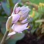 Hosta sieboldiana 'Elegans'