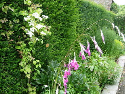 Dierama