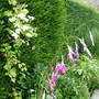 Dierama