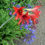 Amaryllus & Agapanthus