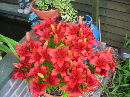 Lillies