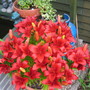 Lillies