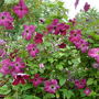 Clematis