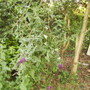 Buddleia [Butterfly Bush] 07.08 (Buddleja davidii 'Black Knight'    (Shenstone))