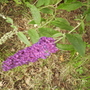 Buddleia [Butterfly Bush] Flowerhead 07.08 (Buddleja davidii 'Black Knight'    (Shenstone))