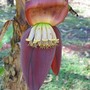 Banana flower