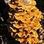 Fungi.
