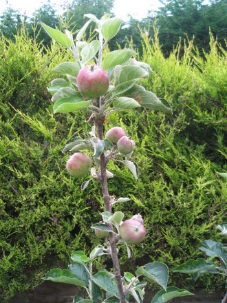 Apples