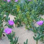 Beach plant.
