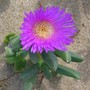 Beach flower.