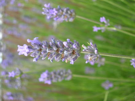 Lavender