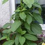Datura