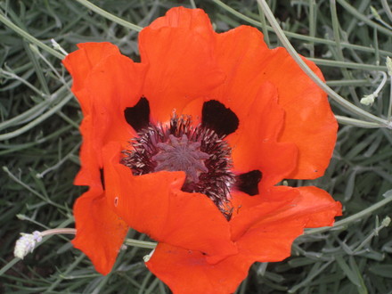 A garden flower photo