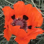 Poppy_1
