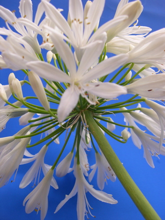 Agapanthus