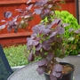 Cotinus coggygria 'royal purple' (Cotinus coggygria (Smoke bush))