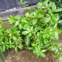 Rhododendron 'president roosevelt' (Rhododendron 'president roosevelt')