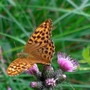 Butterfly_on_thistle_in_new_forest_reduced