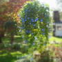 Morning Glory Heavenly Blue 