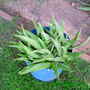 Aloe Vera Barbadensis