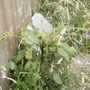 Foxglove .... self sown 07.08 (Digitalis purpurea (Shenstone))