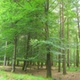 Woodland scene New Forest