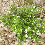 Hawaiian Heather [Cuphea hyssopifolia] 07.08 (Cuphea hyssopifolia)