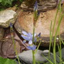 Iris laevigata