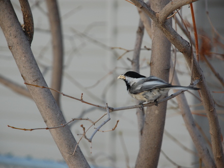 Chickadee