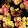 Butterfly_1Nov03.jpg