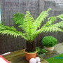 My Beautifull Tree Fern