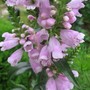 Physostegia