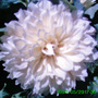 Dahlia (Dahlia Pinnata (Dahlia))