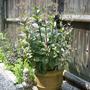 Potted Sedum