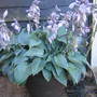 Hosta 