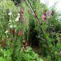Hazel arch with Sweet peas