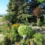 Front Garden (Sedum)
