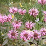 Monarda2