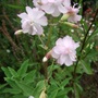 Saponaria_officinale__rosea_