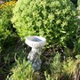 Sedum closer (Sedum)