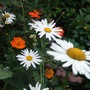 Leucanthemum and those orange Cosmos! (Leucanthemum x superbum (Shasta daisy))